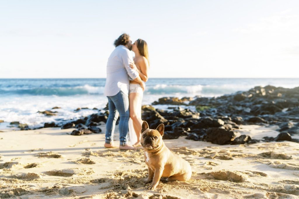 A brown furred french bulldog sits on the sand looking at the camera while his owners are kissing behind him.